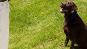 cute dog