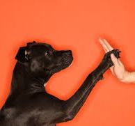 training a dog