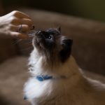 feeding a cat